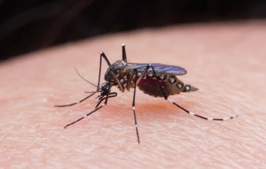 malria